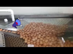 달걀 분쇄기와 파스터라이제이션을 갖춘 액체 달걀 처리 공장